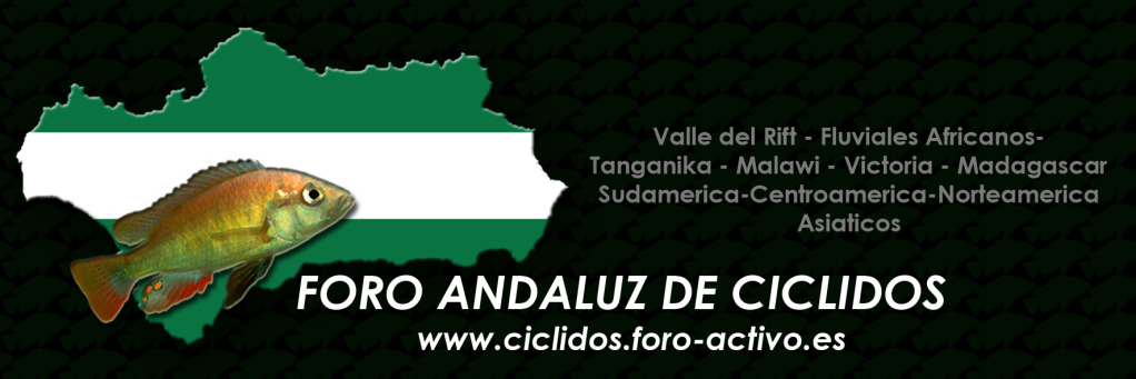foro andaluz de ciclidos